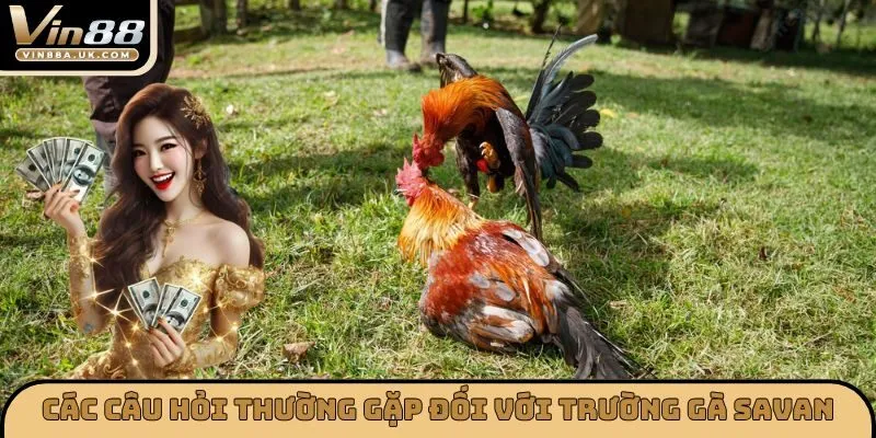 Các câu hỏi thường gặp đối với trường gà Savan