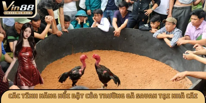 Các tính năng nổi bật của trường gà Savan tại nhà cái