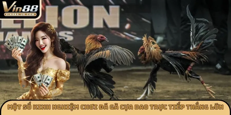 Một số kinh nghiệm chơi đá gà cựa dao trực tiếp thắng lớn