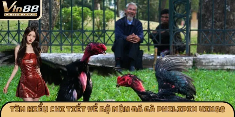 Tìm hiểu chi tiết về bộ môn đá gà Philipin VIN88