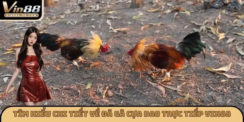 Tìm hiểu chi tiết về đá gà cựa dao trực tiếp VIN88