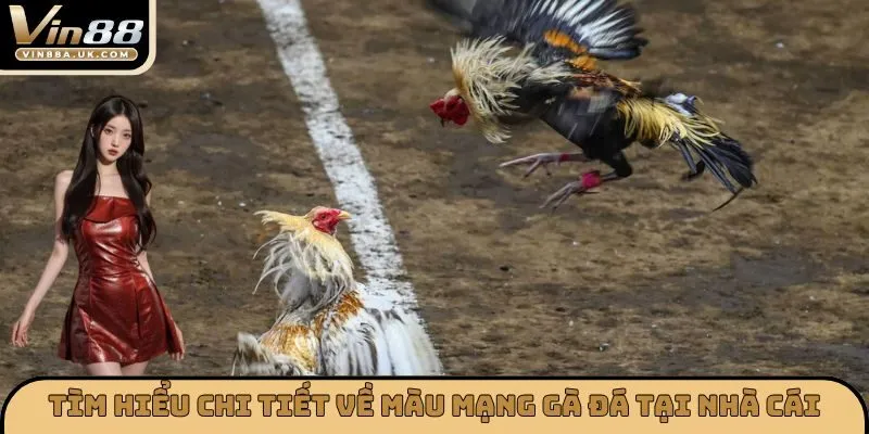 Tìm hiểu chi tiết về màu mạng gà đá tại nhà cái